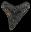 Juvenile Megalodon Tooth - Georgia #59212-1